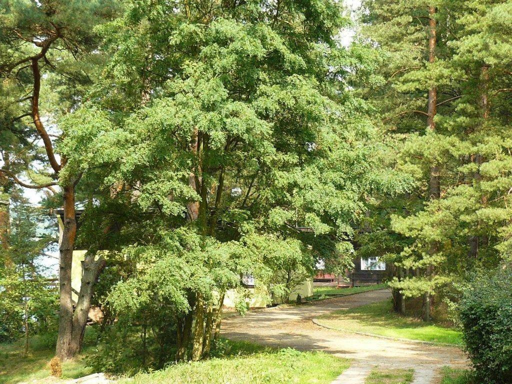 Ow Mikomania Хажикови Екстер'єр фото